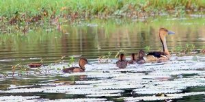 Fulvous Whistling Duck - with it's young ones