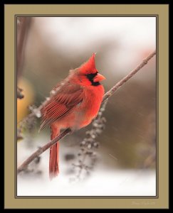 Cold Cardinal