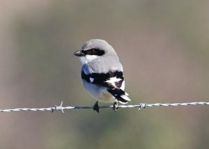 Loggerhead Shrike