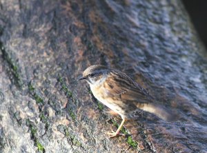 Dunnock