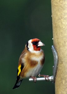 Goldfinch