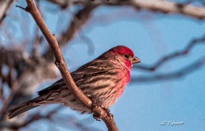 House Finch