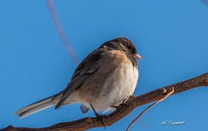 Oregon Junco