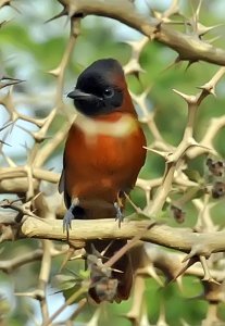 Female Red-bellied African Paradise Flycatcher