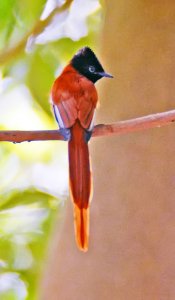 Male Red-bellied African Paradise Flycatcher