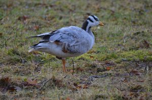 Bar-headed Goose