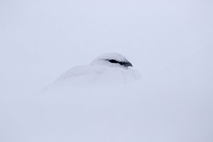 ptarmigan roosting in the deep deep snow