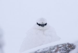 ptarmigan in snow enjoying the drama to its front