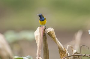 Olive-backed Sunbird, Burung Madu Sriganti, Nectarinia Jugularis