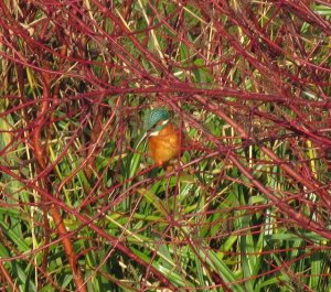 kingfisher