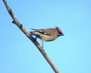 waxwing