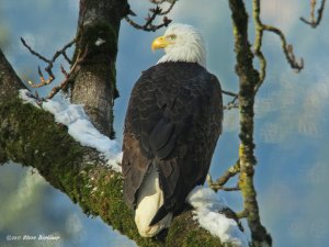 Bald Eagle with snow