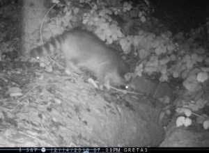 Racoon at the badger's den