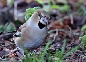 Hawfinch