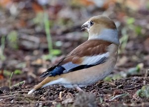 Hawfinch