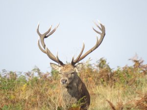 red deer-stag