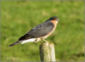 Sparrowhawk