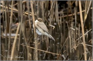 Chiffchaff ?