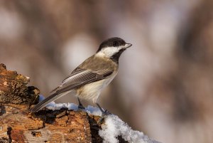 Sombre Tit photography