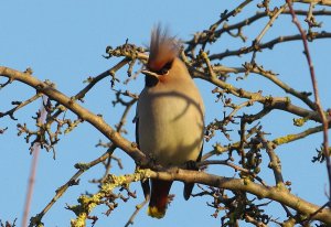 Waxwing