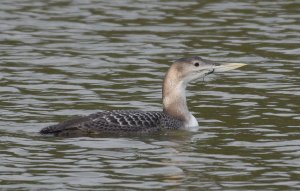 White-billed Diver