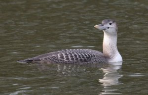 White-billed Diver