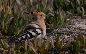 Hoopoe