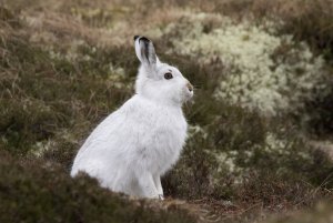 mountain hare in winter coat