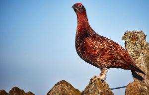 Red Grouse