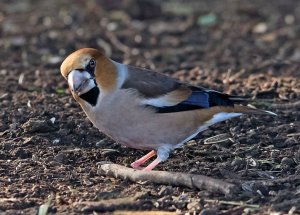 Hawfinch (M)