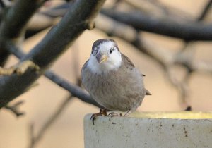 Pied House Sparrow