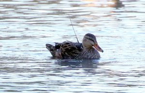 Mottled Duck, hen with satellite transmitter.