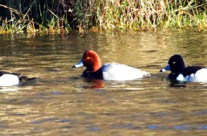 Redhead drake