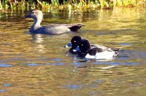 Ring-necked Duck, drakes