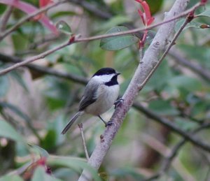 Black-capped Chickadee