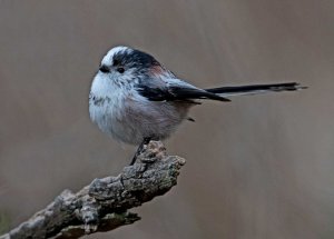 Long-Tailed Tit