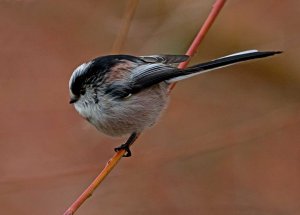 Long-Tailed Tit