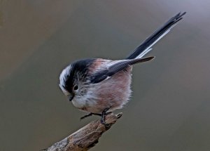 Long-Tailed Tit