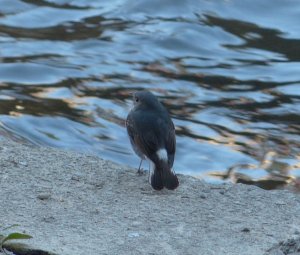 female Plumbeous Redstart