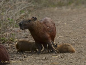 Mam Capybara