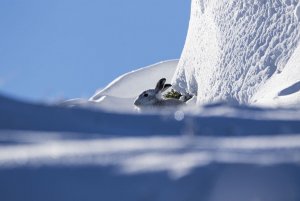 mountain hare in snow!