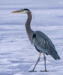 Heron on Ice