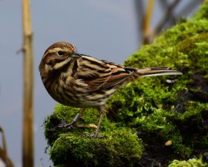 Female Reed Bunting.