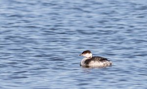 Horned Grebe