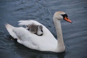 Mute Swan