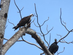 Osprey and Black Vulture