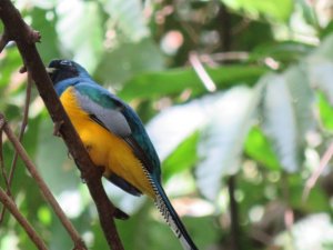 Black-throated trogon