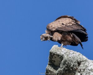 Griffon vulture scratching