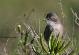 Sardinian warbler - Adult female _ Lifer
