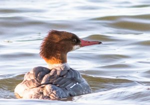 Common Merganser